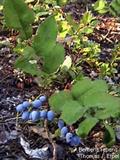 mahonia repens